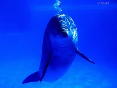 Bright_Idea_Bottlenose_Dolphin copia